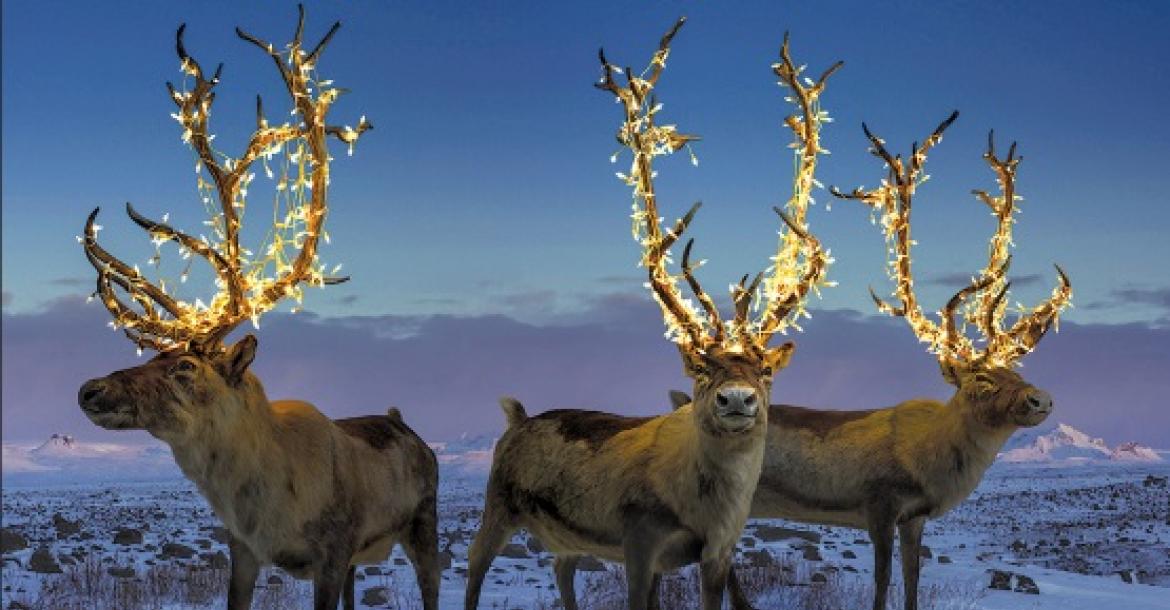 Santa’s reindeer approved for takeoff